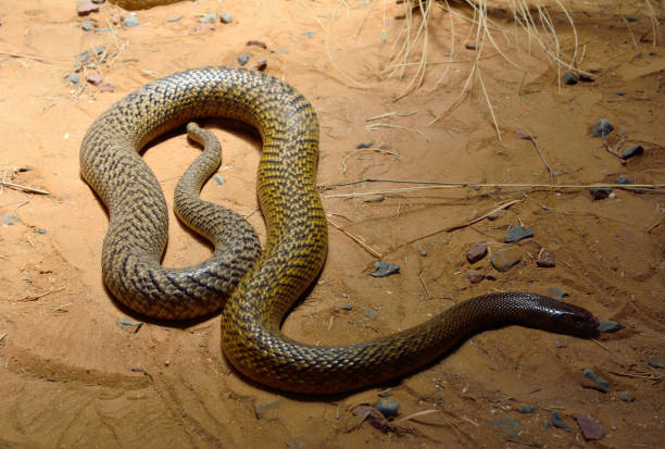 taipan du désert